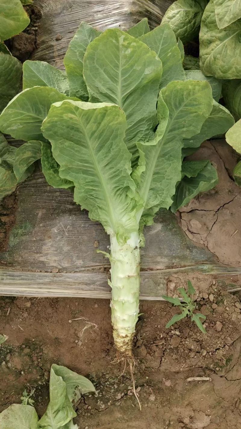 陕西红叶香莴笋莴苣大量上市产地对接视频看货代发全国质量保