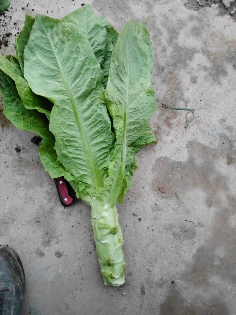 陕西红叶香莴笋莴苣大量上市产地对接视频看货代发全国质量保