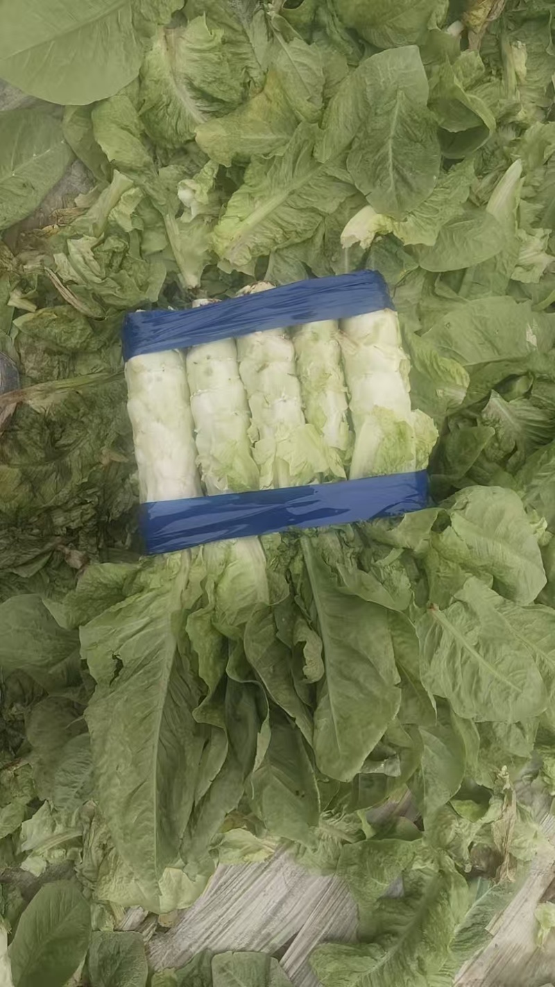 陕西红叶香莴笋莴苣大量上市产地对接视频看货代发全国质量保