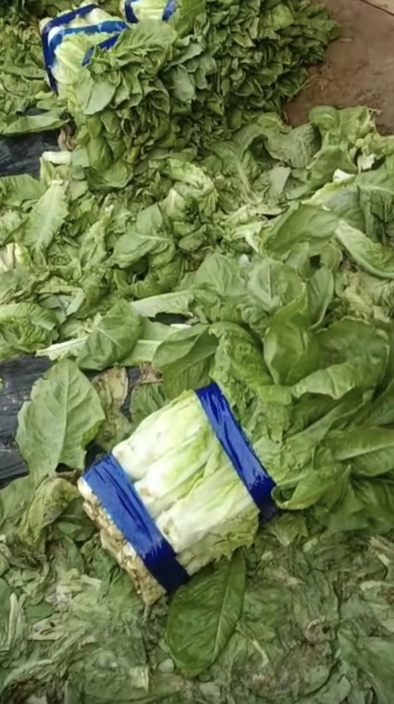 陕西红叶香莴笋莴苣大量上市产地对接视频看货代发全国质量保