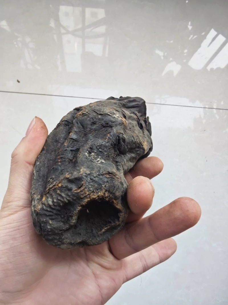 甘肃中草药大黄整颗三年生正品农产品天然新货原汁原味***