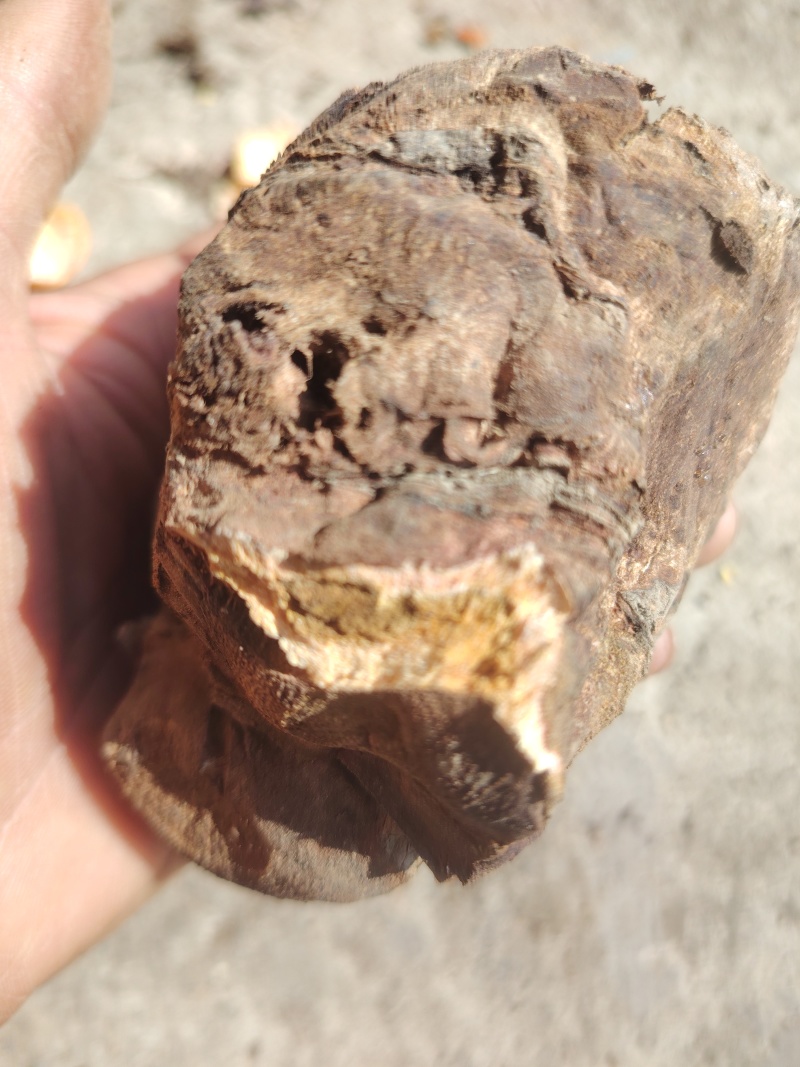 甘肃中草药大黄整颗三年生正品农产品天然新货原汁原味***