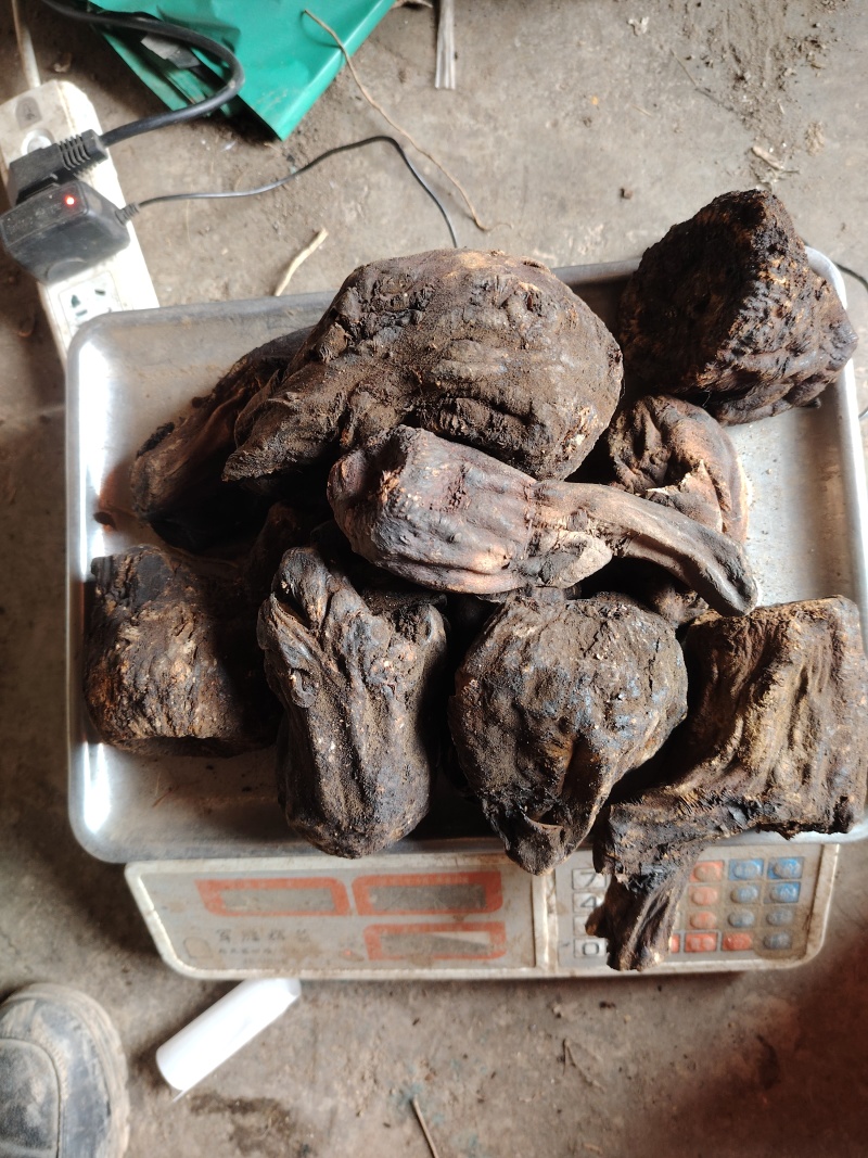 甘肃中草药大黄整颗三年生正品农产品天然新货原汁原味***
