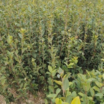 高产嫁接油茶