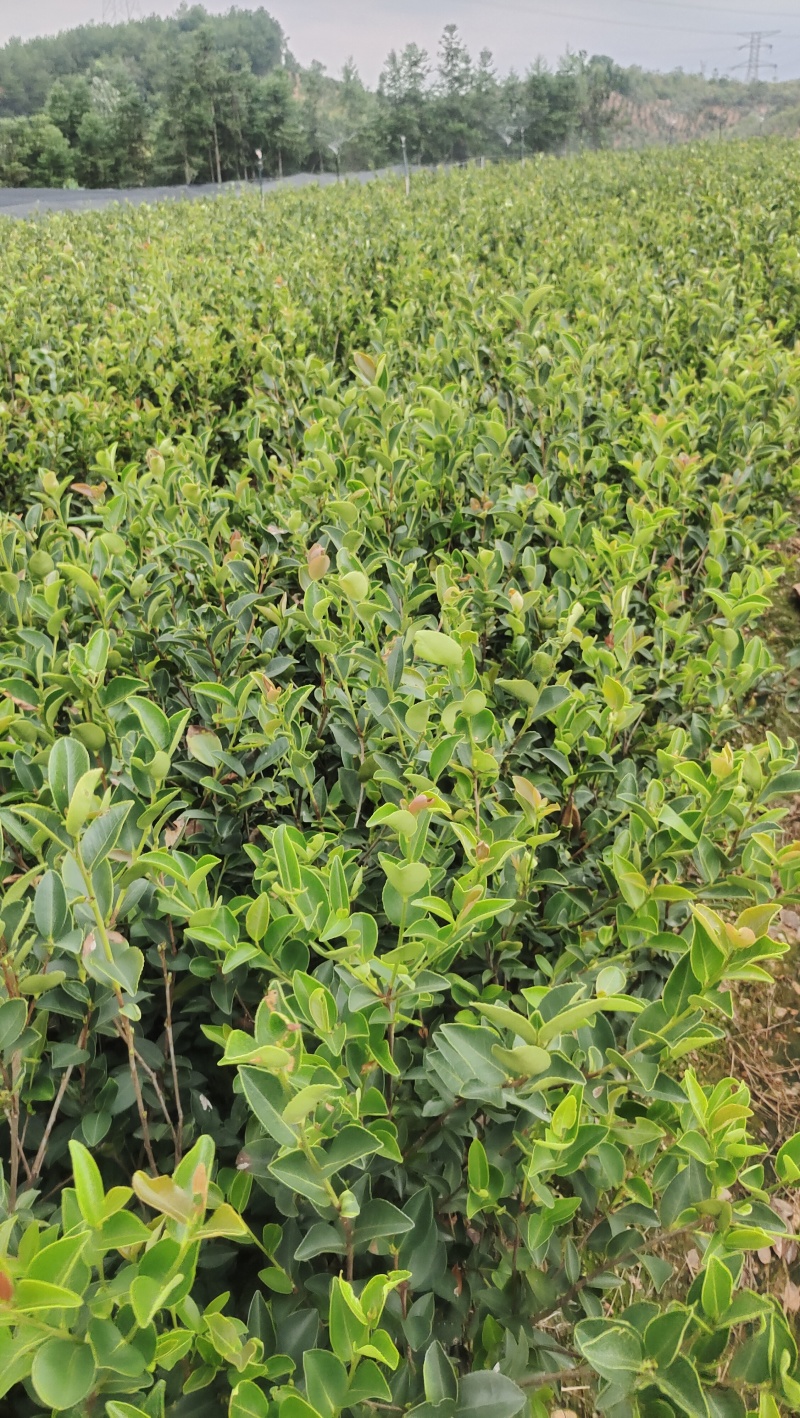 高产嫁接油茶