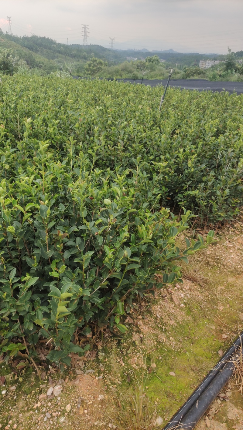 高产嫁接油茶