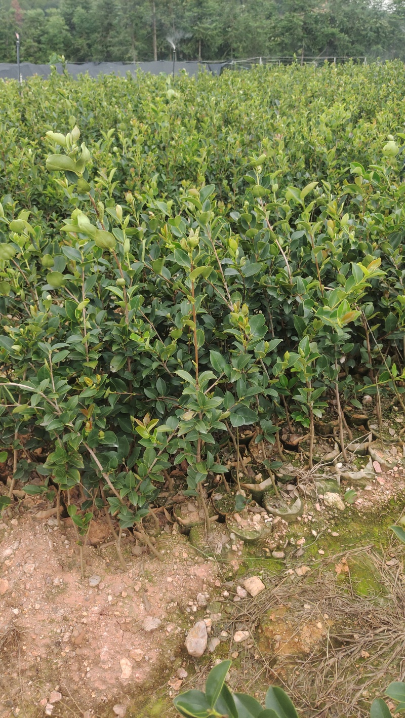 高产嫁接油茶