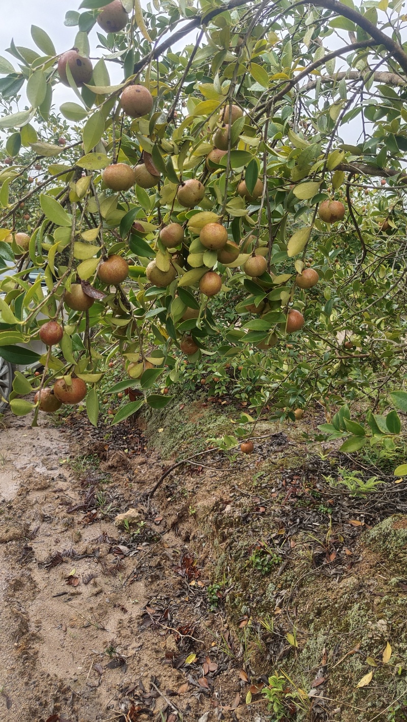 高产嫁接油茶