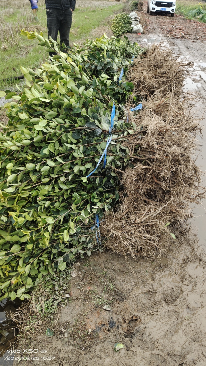 高产嫁接油茶