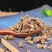 川续断川断川段川续段片泡水接骨草保质保量中药材批发零售