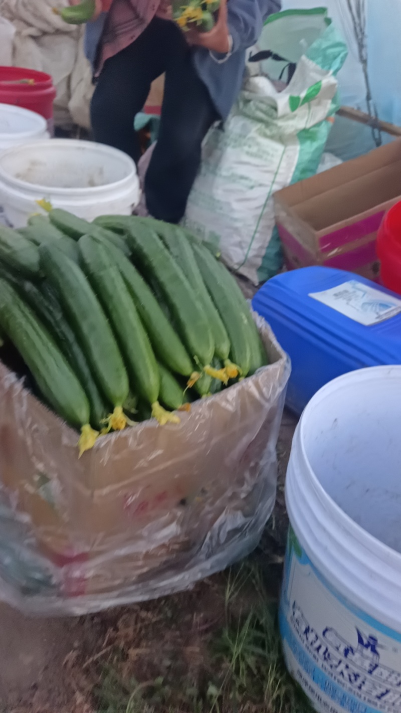 油皮绿瓤黄瓜，开园了，产地直发，每天新鲜采摘
