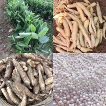 潮汕冬京丸东京丸东京薯丸竹薯丸甜品辅料纯正冬京薯丸