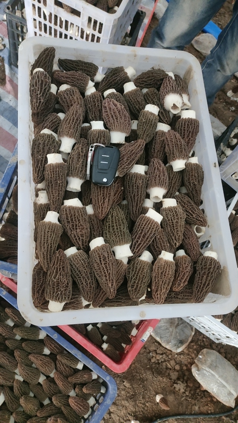 羊肚菌出售