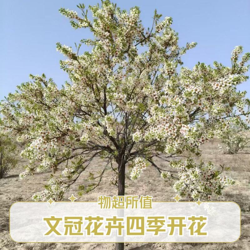 文冠果树盆栽地载庭院种植状元花树苗