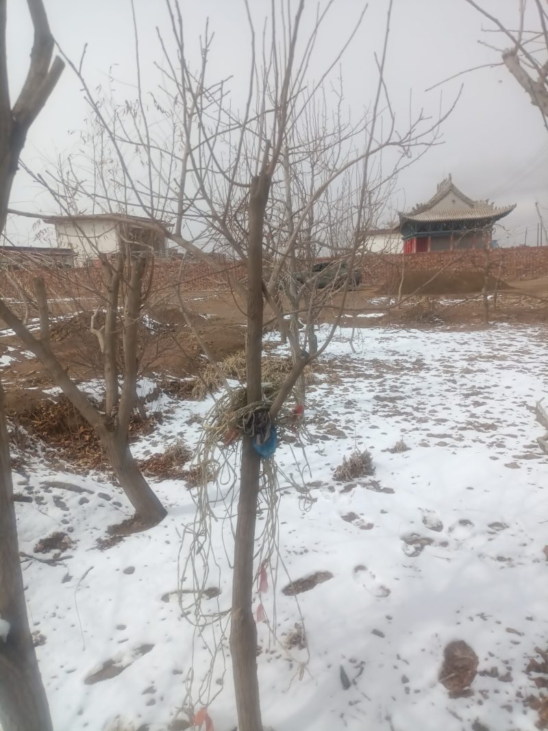 文冠果树盆栽地载庭院种植状元花树苗