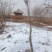 文冠果树盆栽地载庭院种植状元花树苗