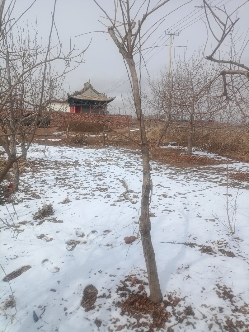 文冠果树盆栽地载庭院种植状元花树苗