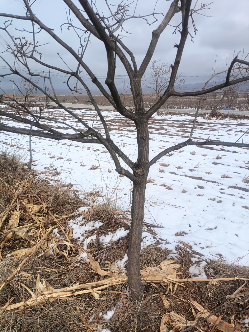 文冠果树盆栽地载庭院种植状元花树苗