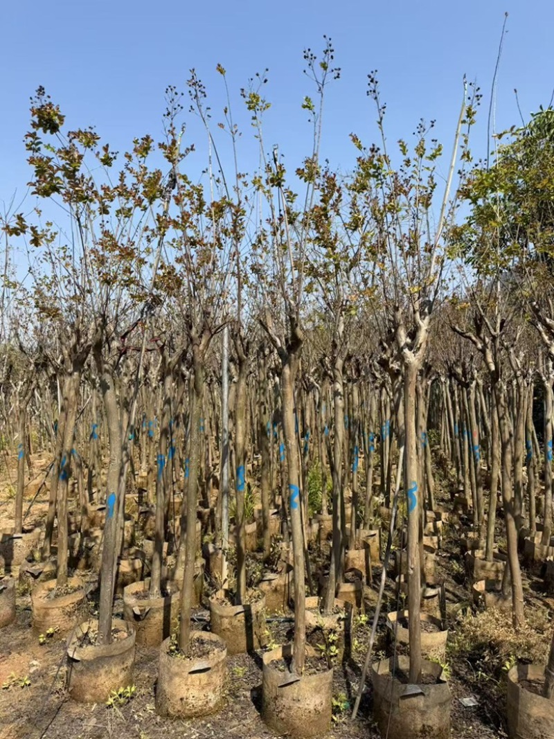 小叶紫薇