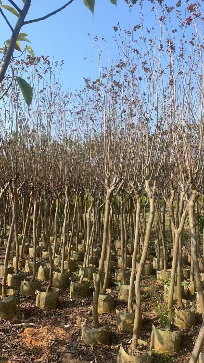 小叶紫薇