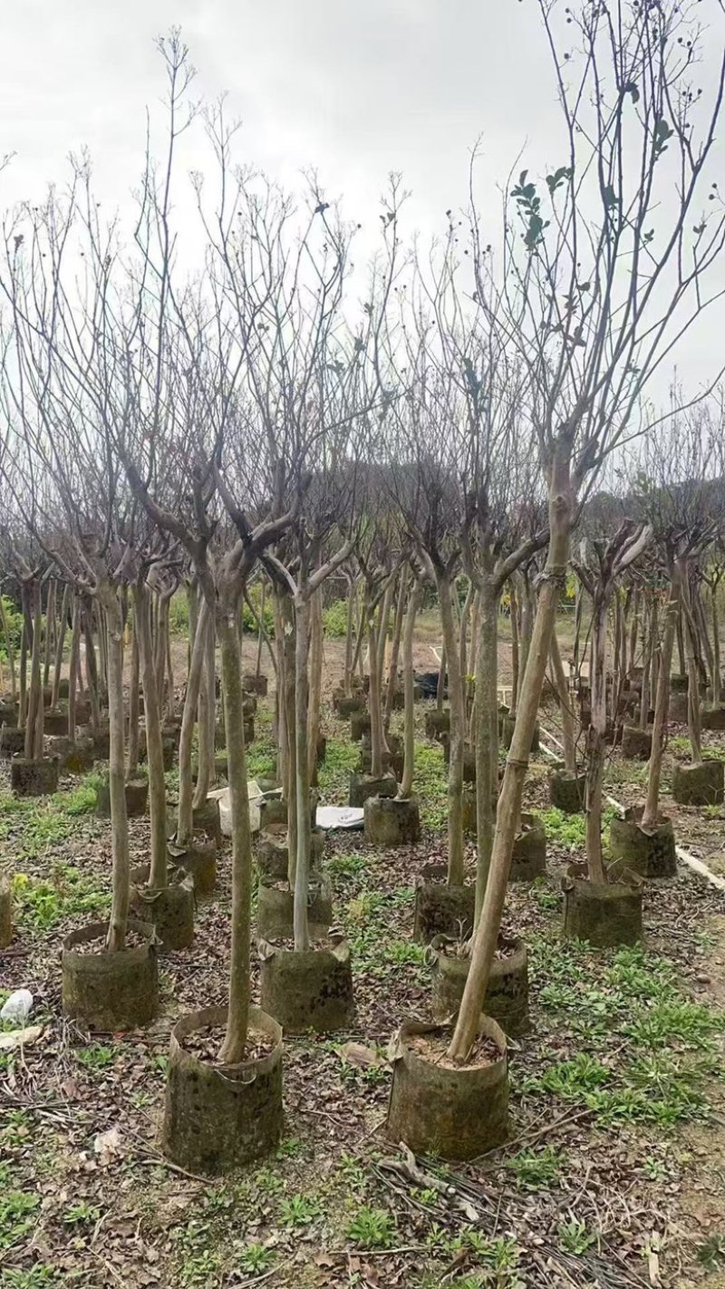 小叶紫薇