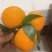 沃柑