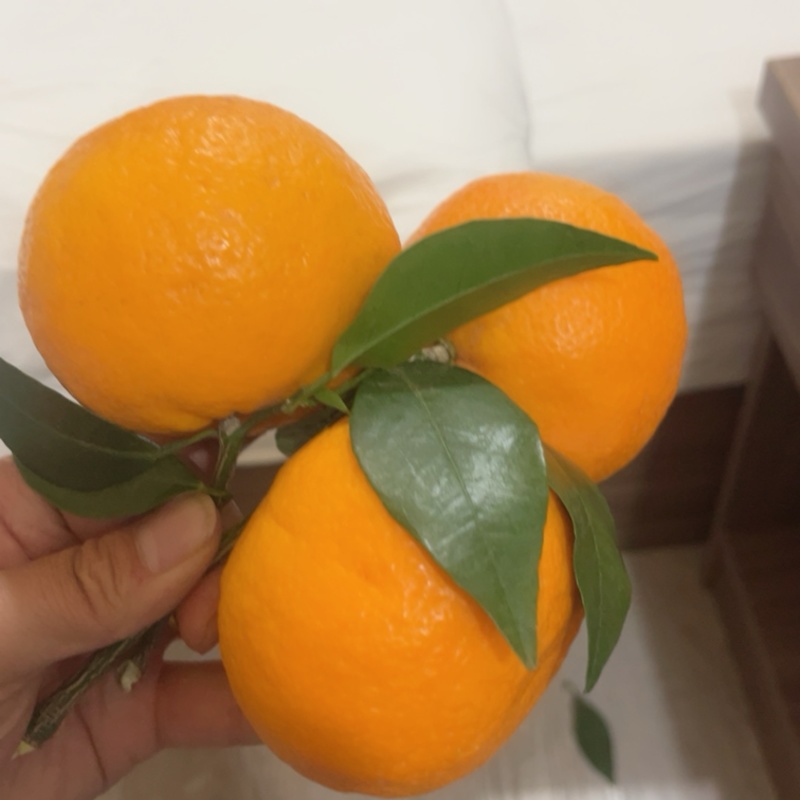 沃柑