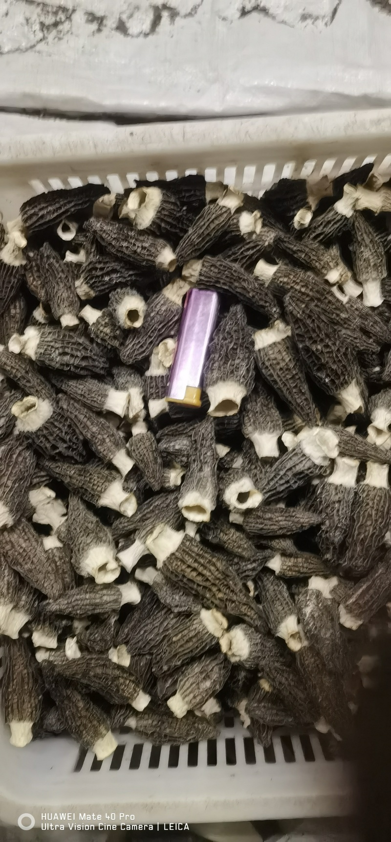 羊肚菌通货（2026头茬新货）
