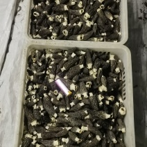 羊肚菌通货（2026头茬新货）