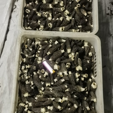 羊肚菌通货（2026头茬新货）