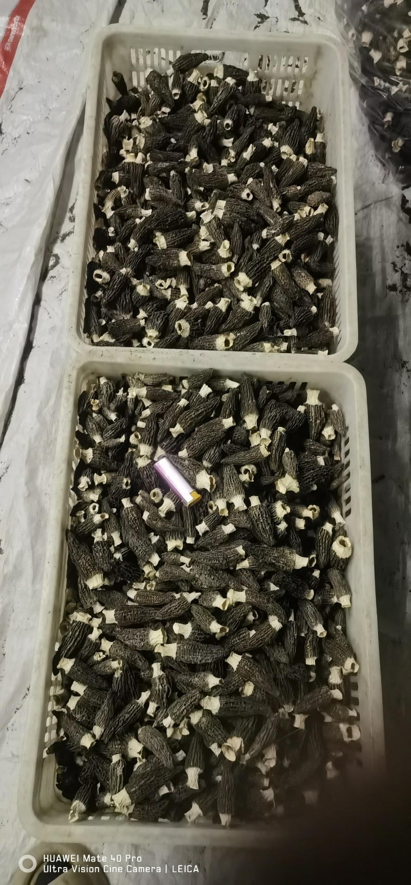 羊肚菌通货（2026头茬新货）