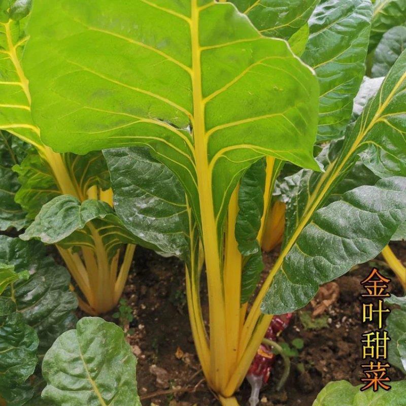 金叶甜菜牛皮菜厚皮菜种籽红甜菜种子牛皮菜种籽大叶红牛皮菜