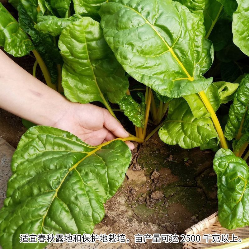 金叶甜菜牛皮菜厚皮菜种籽红甜菜种子牛皮菜种籽大叶红牛皮菜
