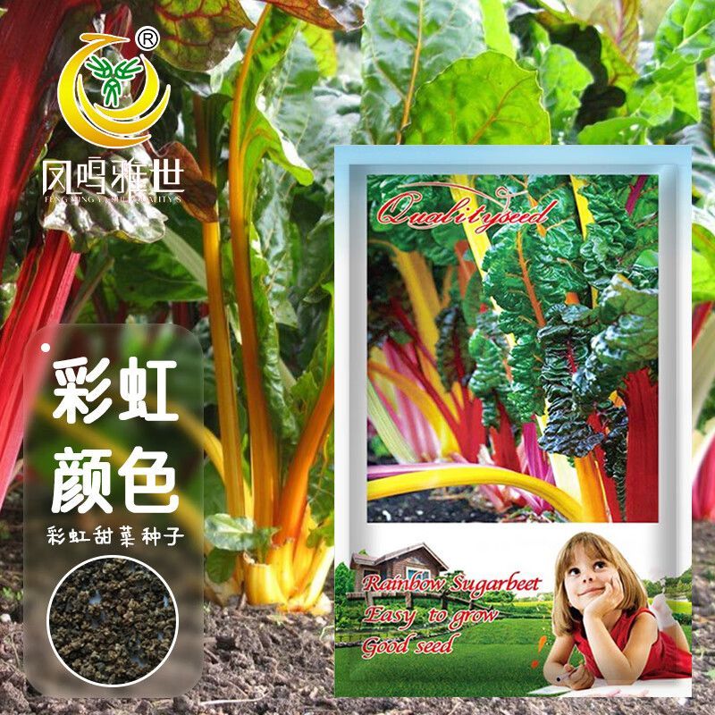 彩虹甜菜种子牛皮菜特菜观赏彩色甜菜种子四季耐寒蔬菜