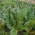 彩虹甜菜种子牛皮菜特菜观赏彩色甜菜种子四季耐寒蔬菜