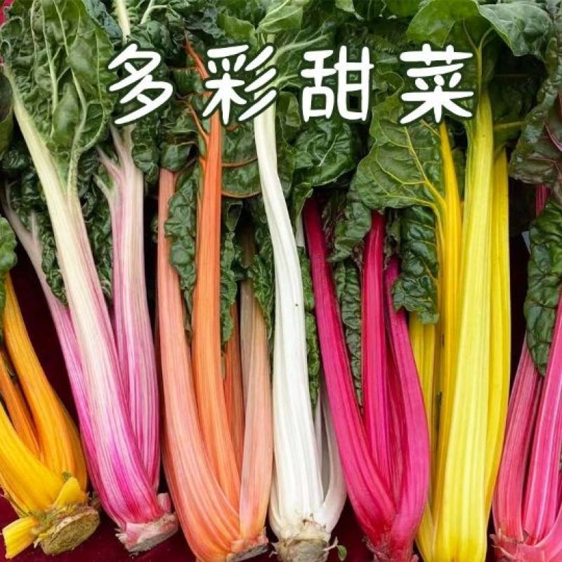 彩虹甜菜种子牛皮菜特菜观赏彩色甜菜种子四季耐寒蔬菜