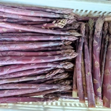 紫色芦笋种子四季种植家庭阳台耐寒耐高温蔬菜种苗可食用