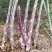 紫色芦笋种子四季种植家庭阳台耐寒耐高温蔬菜种苗可食用