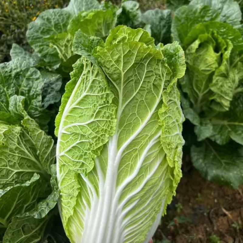 旺庆春3号春夏大白菜种子黄心大白菜种籽抗抽薹高抗病早熟春