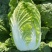 旺庆春3号春夏大白菜种子黄心大白菜种籽抗抽薹高抗病早熟春