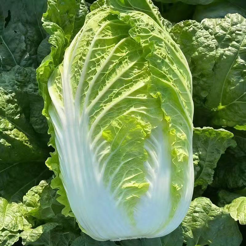 旺庆春3号春夏大白菜种子黄心大白菜种籽抗抽薹高抗病早熟春