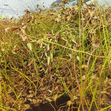 给广大种植户提供优质蓝莓苗，期待咱们合作