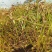 给广大种植户提供优质蓝莓苗，期待咱们合作