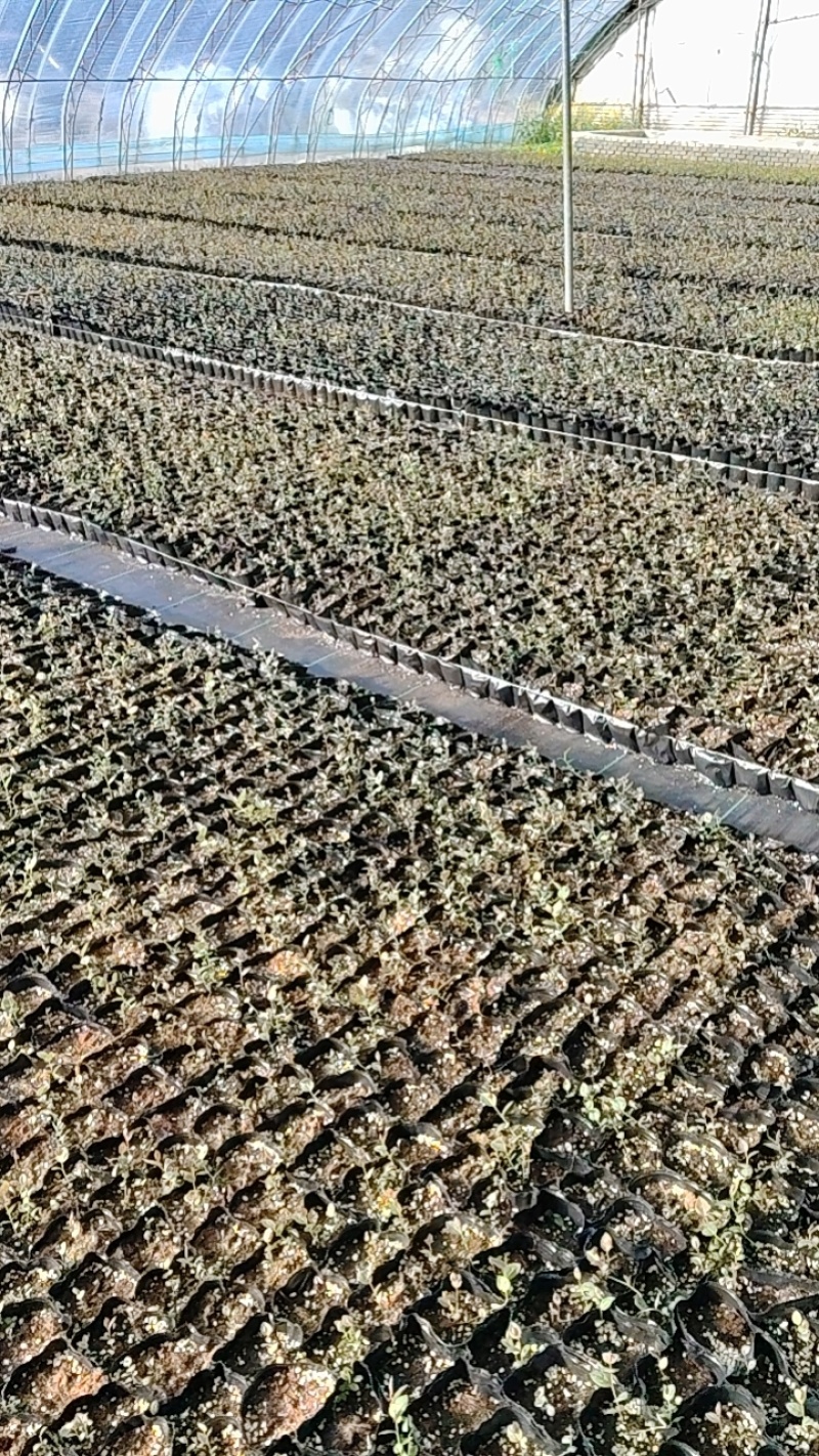 给广大种植户提供优质蓝莓苗，期待咱们合作