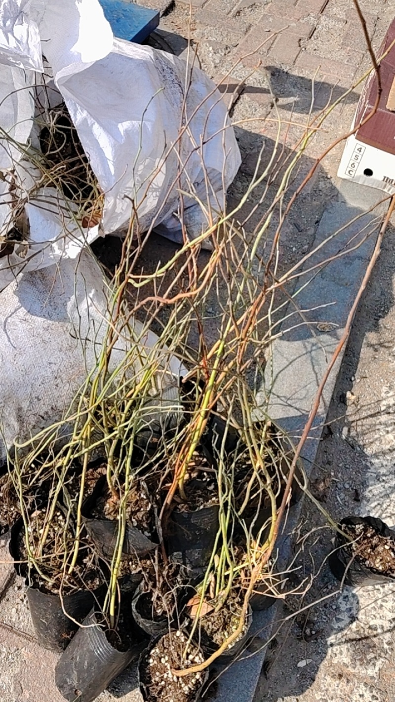 给广大种植户提供优质蓝莓苗，期待咱们合作