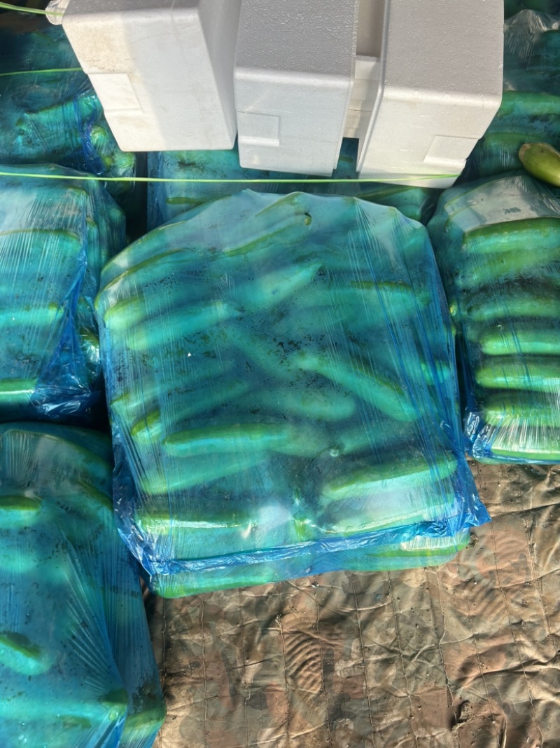精品西荫大量有货，基地直发，电商供货。