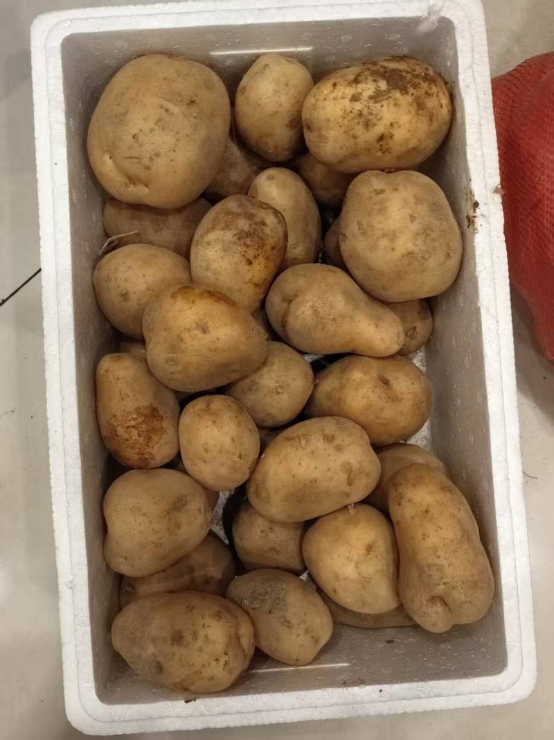 内蒙精品土豆试验1号黄心土豆/沃土5号量大从优/产地直发