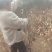 丛生丁香