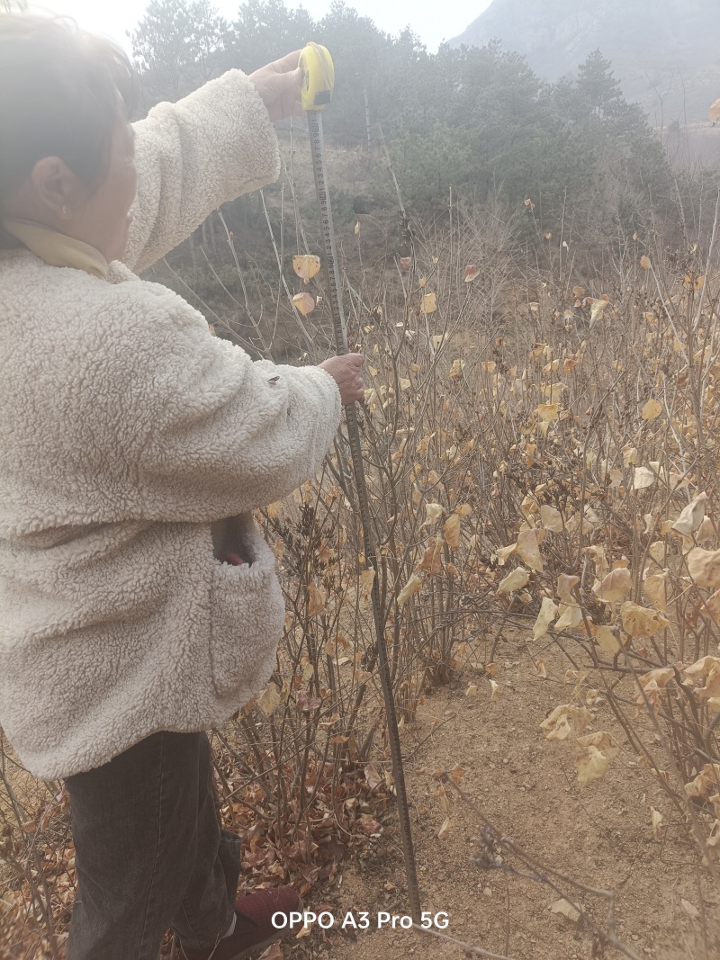 丛生丁香