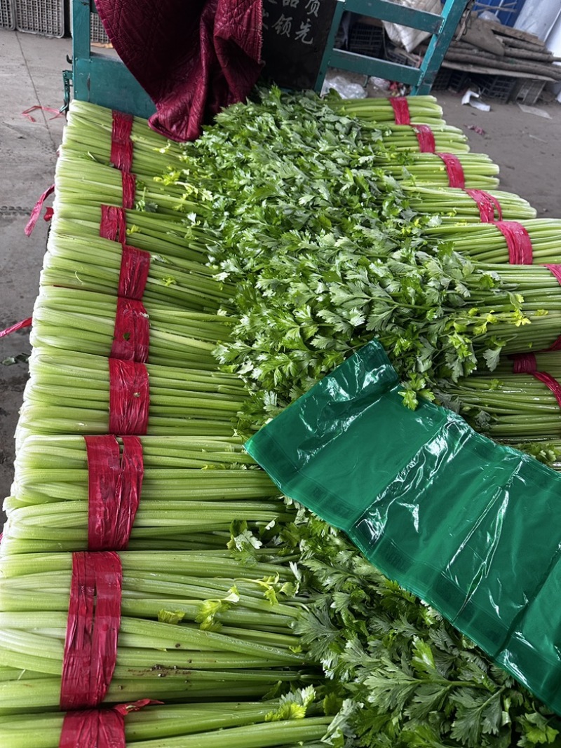 精品西芹全年供应专业清芹菜团队